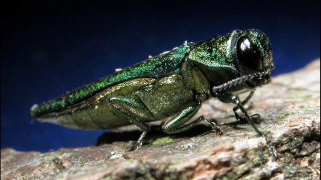 emeraldashborer.jpg 