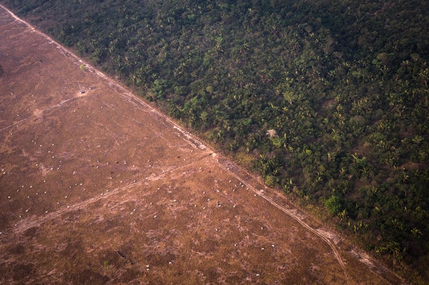 Amazon Rainforest Fires 