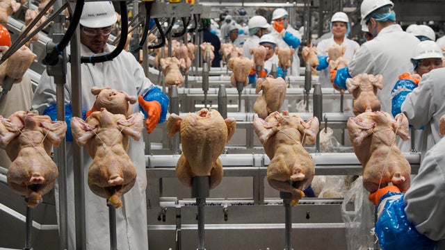 Chicken Salmonella Regulation 