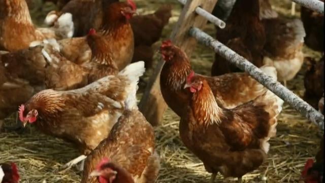 MEXICO-HEALTH-ANIMALS-POULTRY-BIRD FLU 