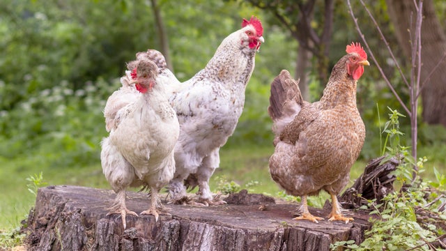 Domestic chickens are in garden. 
