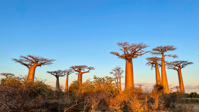 Madagascar, Avenue of Baobabs 