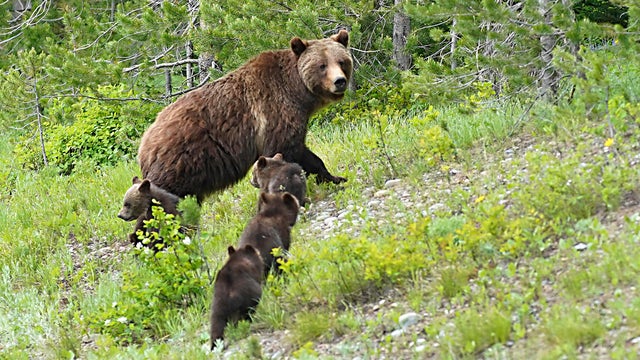 Grizzly Reintroduction North Cascades 