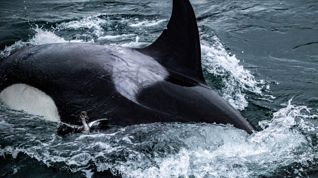 Seattle Killer Whales 