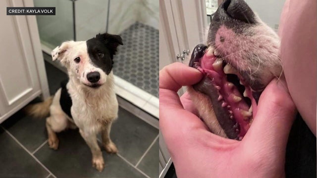 10p-vo-animal-abuse-wcco7q1n.jpg 