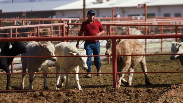 The United States stops import of Mexican cattle due to the presence of screwworm 