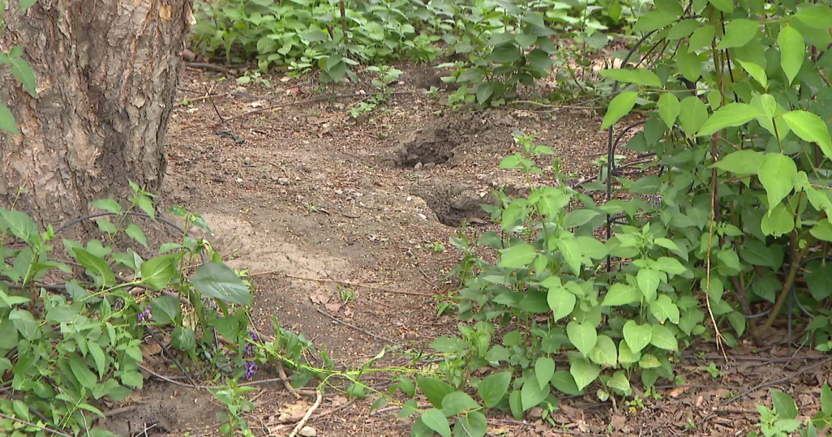 Park in Chicago's West Town community area is plagued with rats 