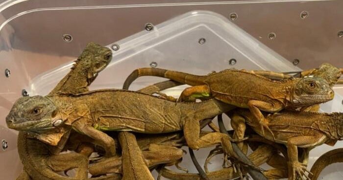 Smuggler stopped with lizards, tarantulas, possums, authorities say 